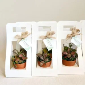 Custom Portable White Paper Succulent Gift Box with Window Handheld Cardboard Flower Packaging with Handle