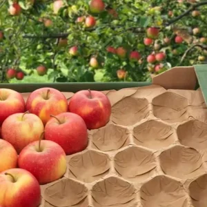 Fruit and Vegetable Kraft Paper Alveoli Cavity for Packaging Stone Fruits Kraft Paper Tray Liner Insert