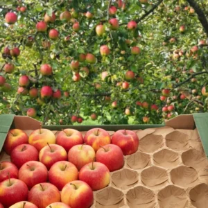 Recyclable Paper Tray for Packing Fresh Tomatoes